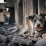Pets Left Behind In Crisis Zones