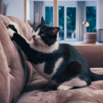 How To Pick The Right Pet For You