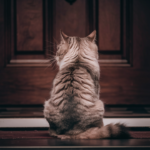 Pet Care When Returning To Work