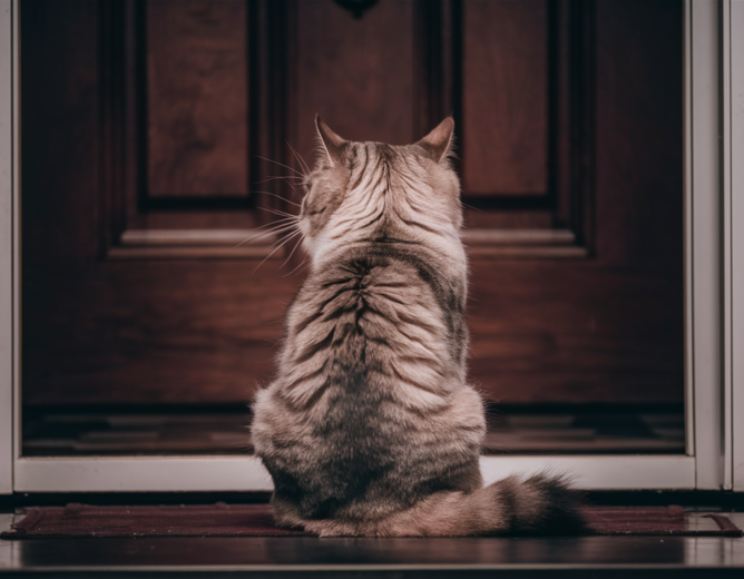 Paws Of Purpose - Pet Owner Back At Work - Picture Of A Cat Sitting By A Door Alone - PawsOfPurpose.com