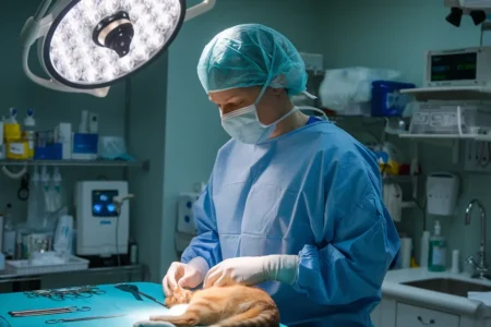 Paws Of Purpose - Emergency Vet Services - Picture Of A Doctor Operating On A Cat - PawsOfPurpose.com