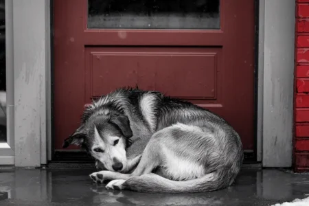 Paws Of Purpose - Pet Abandonment - Picture Of A Dog Abandoned Outside Door - PawsOfPurpose.com