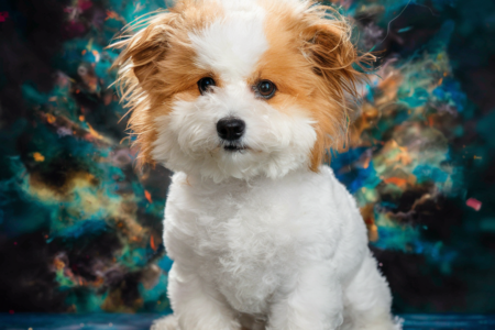 Pet Art