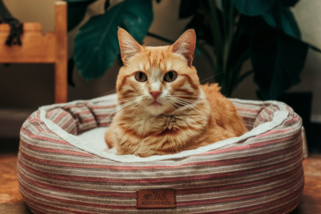 Pet Beds