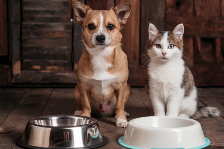 Pet Bowls