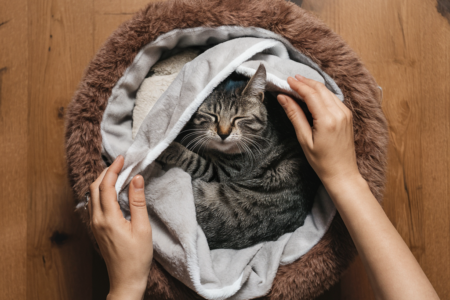 Pet Caregiver Resources