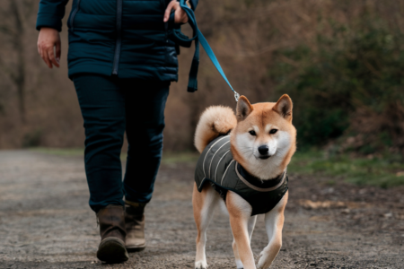 Pet Clothing