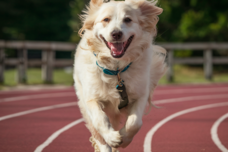 Pet Exercise Equipment
