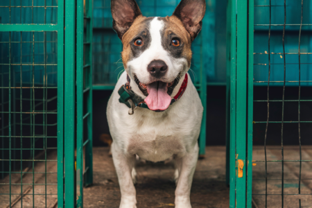Pet Shelters
