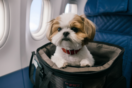 Pet Friendly Travel Tips